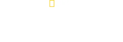 I segreti dei pinguini