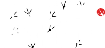 Rooster Fighter